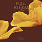 Full Bloom (만개) / 펀치 (Punch)