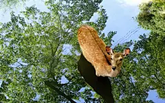 森林精灵有灵气的可爱小鹿桌面壁纸2