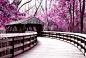 廊桥。Wildwood Metropark in Toledo。美国