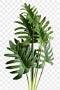 Download premium png of Fresh green Philodendron Xanadu leaves transparent png by Teddy about tropical plants png, plantas decoration, plant interior, houseplants png, and tropical plant 2230146
