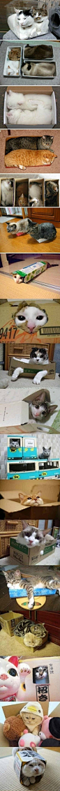 对猫咪来说，任何的豪宅都比不上一个盆子/一个盒子的吸引力大！