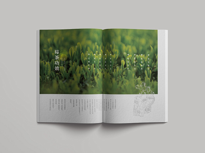 莓茶宣传册-古田路9号-品牌创意/版权保...
