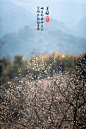 遥知不是雪 为有暗香来