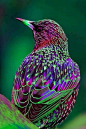 European Starling