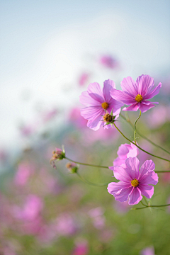 纱羽采集到花间妃染