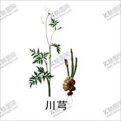 草本植物药材图片 【酷图网】中医,医学,传统,医疗,中药,中草药,药膏,中国风,工笔画,创意手绘,水彩中草,中草药植物,花卉本草,药,中草药材,药材,手绘,中医草药,中医药材,中药材,金银花,牛黄,黄连,人参,甘草,薄荷,冬虫夏草,丁香,药材插画,线稿,素描,手绘药材,手绘中药,草本,草药插画,手绘植物,免扣,PNG,素材