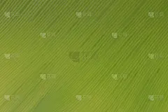大自然绿叶纹理背景