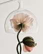 FS_Flowers_Shelter.jpg (240 KB,1183*1500)