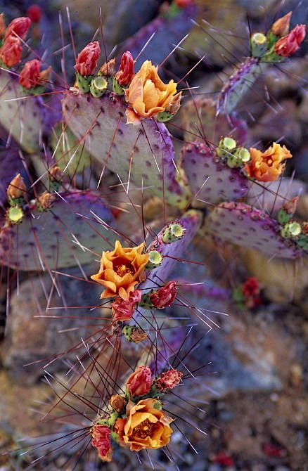 Purple prickly pear ...