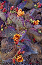 Purple prickly pear cactus in bloom, Arizona: 