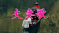 热云数据-CAS