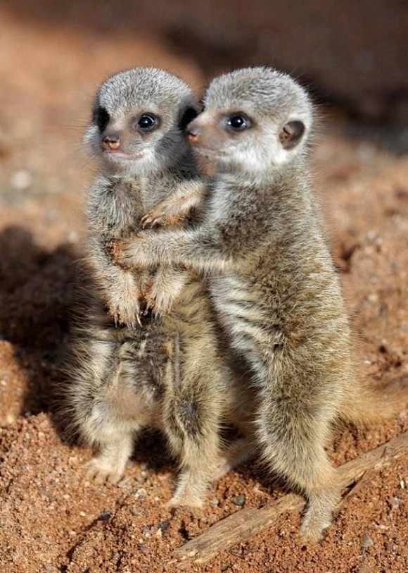 Cuddling Meerkats | ...