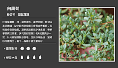 群龙无首_吉采集到植物