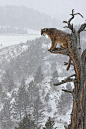 Mountain lion: