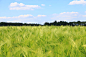 agriculture, close-up, countryside