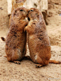 萌物土拨鼠的幸福生活-宠物- 图片收藏网 - 以图会友 - U517