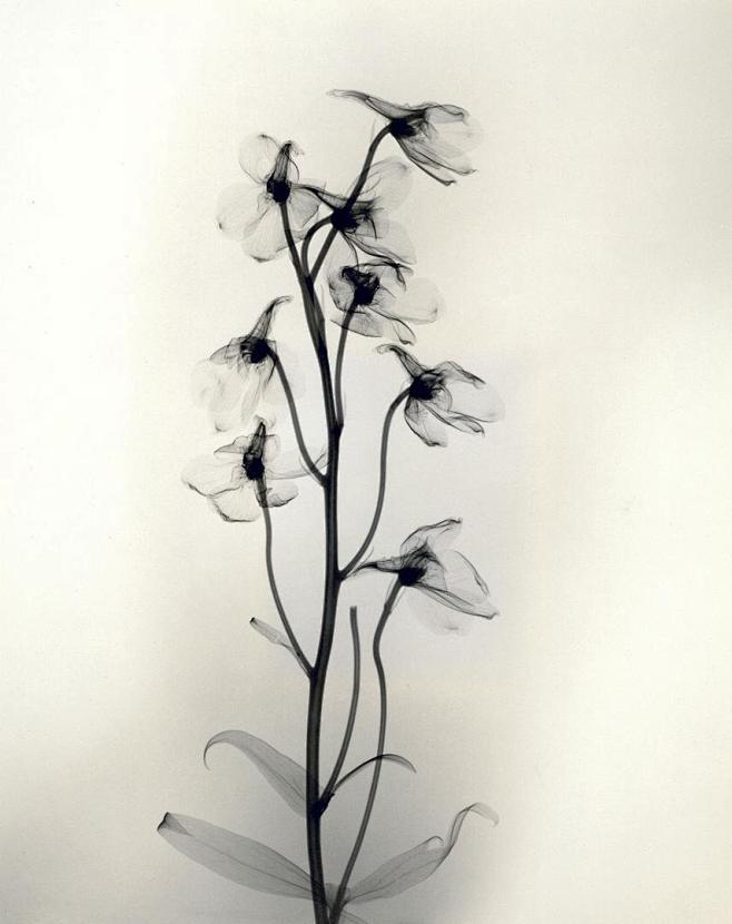 X光下透明的花卉----ifavart....