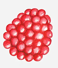 卡通手绘水果装饰海报设计葡萄pngundefined_新图网 https://ixintu.com 水果手绘 卡通水果 小清新装饰 杂志插画 文艺插画 水果葡萄 美食