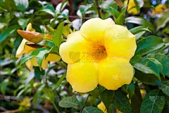 Allamanda cathartia或Golden Trumpet