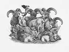 波兰插画师Zoe Keller | 小清新的动植物绘本插画_笔触 : 可以看到很多野生动物 还有包括一些珍稀的植物 这种图鉴插画被广泛运用到图册 这些插图考究严谨 很多都是黑白两色 但是丝毫不会让人觉得枯燥 奇幻的想象让每…