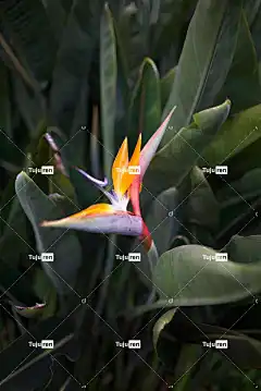 花 美丽的花朵 花壁纸 植物 树叶 植物群 植物学 极乐鸟 自然