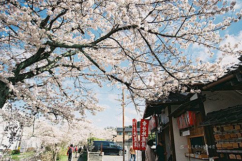 三四月的樱花季又快到了， 在人生繁忙时刻...