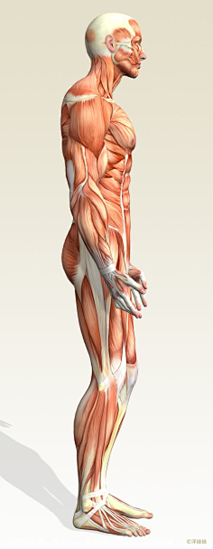 人体侧面肌肉解剖图片