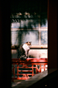 故宫的御猫，自带一种王者之气
#带着微博去旅行# via @喵呜不停 ​​​​