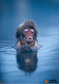 日本泡温泉的雪猴