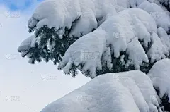 雪,绿色,枝,杉树,毛绒绒,美,贺卡,公园,新的,水平画幅