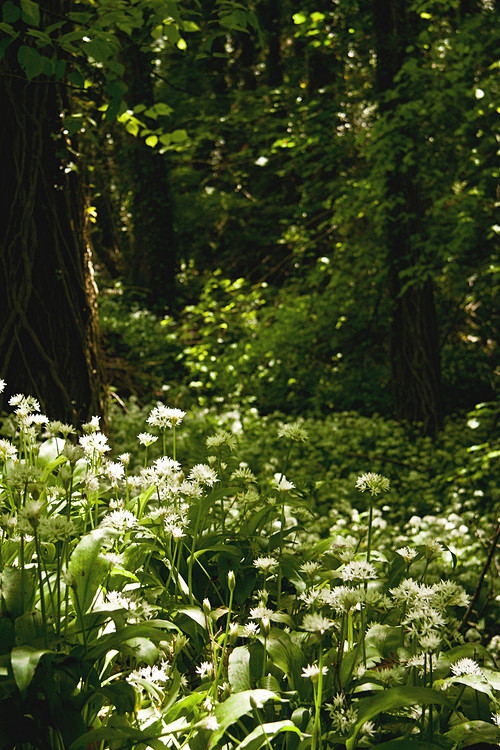 野生大蒜威尔士brwildgarlicwales