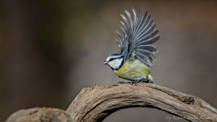 可爱的楼楼采集到bird