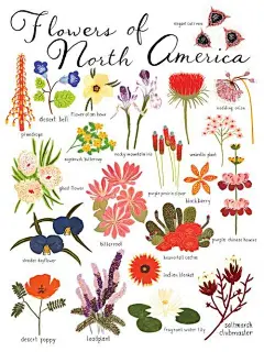 花卉插画系列图集丨创意叶子草本花卉绘画/抽象植物绘画临摹作品/水彩iPad手绘