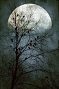 "Black Birds Singing in the dead of night"   Photo by John Rivera: