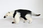 Needle Felted, Collared Anteater, Soft Sculpture : Collared Anteaters are really amazing looking creatures. I had great fun needle felting this girl out of high quality wool over a wire armature.
