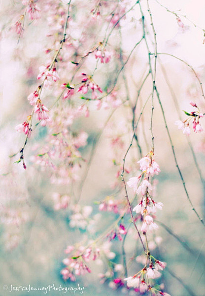 Cherry Blossom by Je...