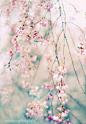 Cherry Blossom by Jessica Jenney