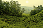 Thom Bartley在 500px 上的照片Cameron Highlands