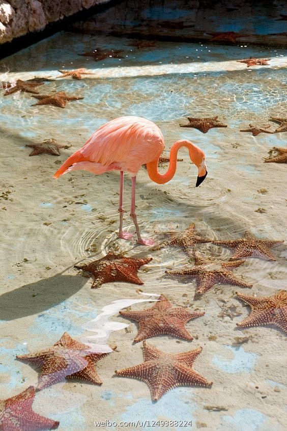 #flamingo#