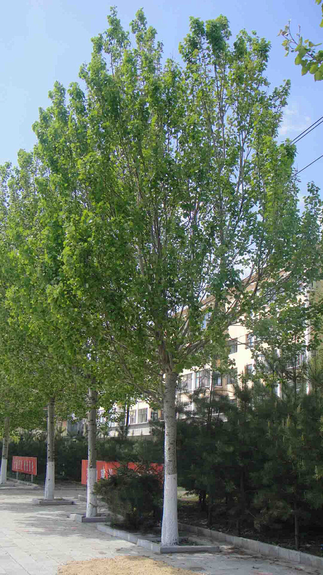 银中杨