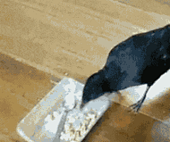 ArtistJ/太阳采集到搞笑GIF