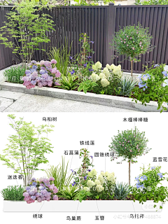 绿色梦想1采集到植物小景