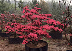 龚纯剑采集到花境植物