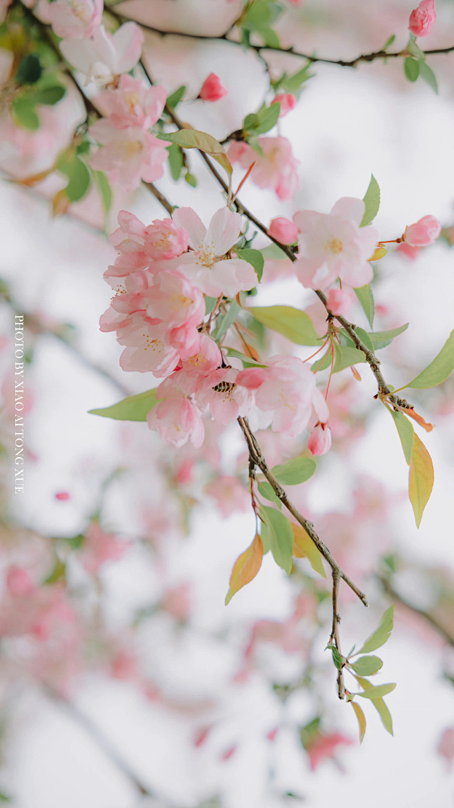 #摄影（花）#