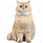 动物系列通用写实英短猫猫贴纸元素素材