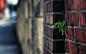 urban plants - Wallpaper (#2959021) / Wallbase.cc