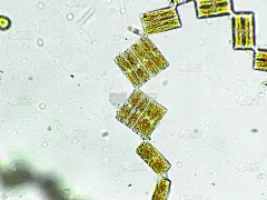 在下面,放大效果,生物燃料,显微镜,科学实验,生物课,细胞,池塘,细胞核,硅藻属