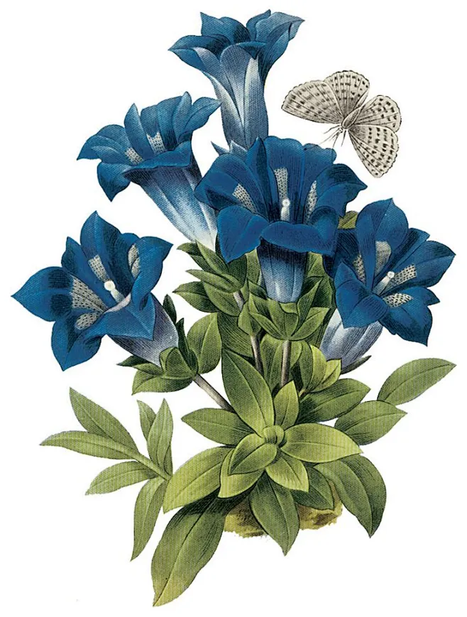 龙胆 -花瓣网