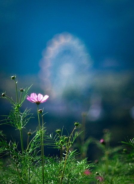 花朵
           开放在 天空...