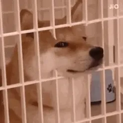 动图